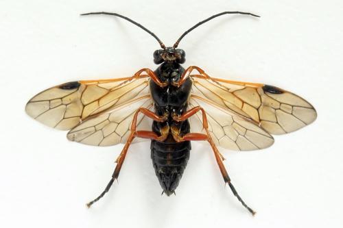 Réf. 332 511 : Euura caeruleocarpa