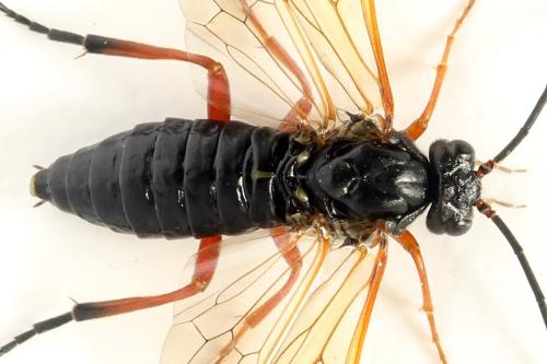 Réf. 332 512 : Euura caeruleocarpa
