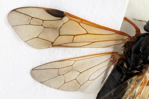 Réf. 332 517 : Euura caeruleocarpa