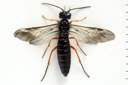 Ametastegia glabrata