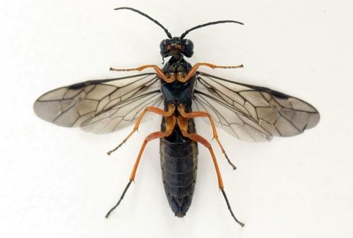 Ametastegia glabrata