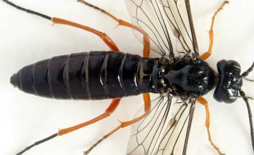 Ametastegia glabrata
