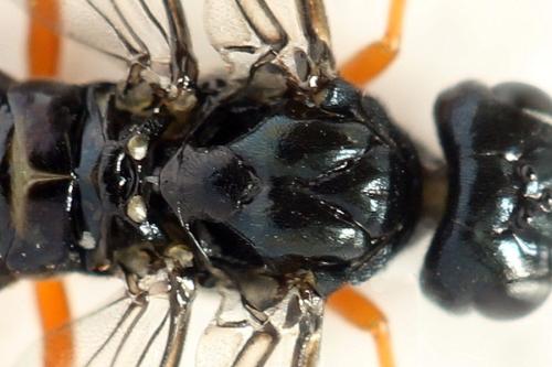 Ametastegia glabrata