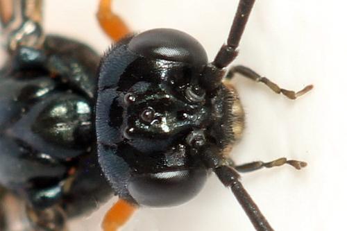 Ametastegia glabrata