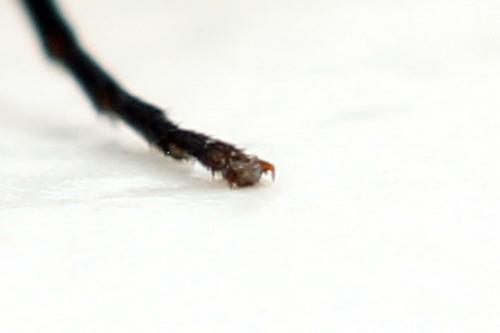 Réf. 332 622 : Ametastegia glabrata