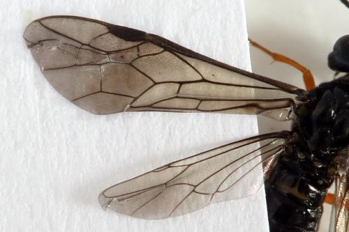 Ametastegia glabrata
