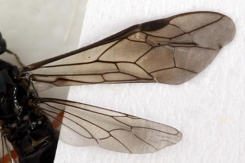 Ametastegia glabrata