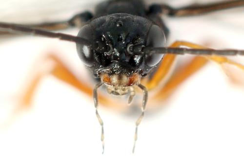 Réf. 332 626 : Ametastegia glabrata