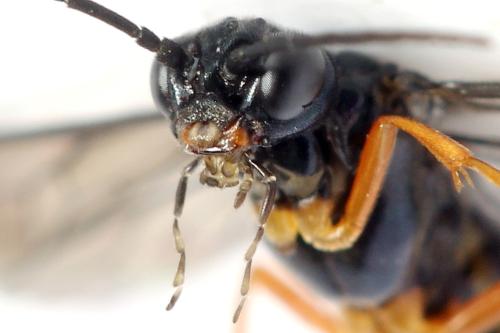 Ametastegia glabrata