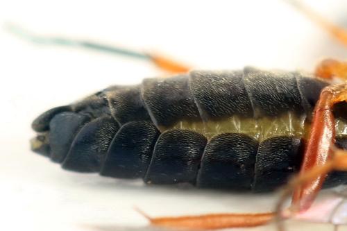 Ametastegia glabrata