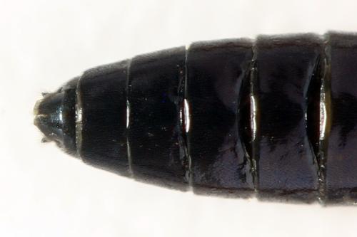 Ametastegia glabrata