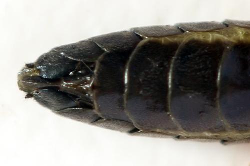 Réf. 332 631 : Ametastegia glabrata