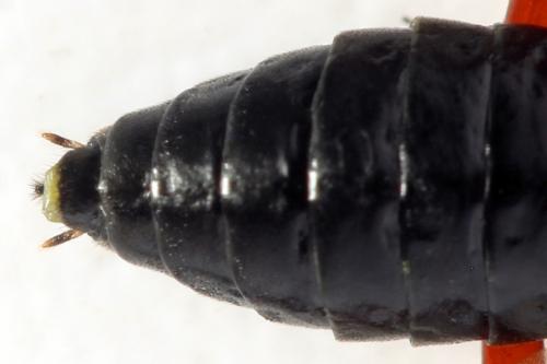 Réf. 332 523 : Euura caeruleocarpa