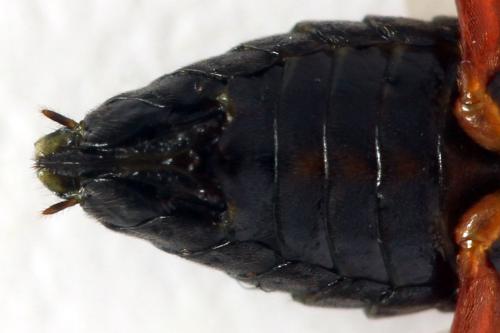 Réf. 332 524 : Euura caeruleocarpa