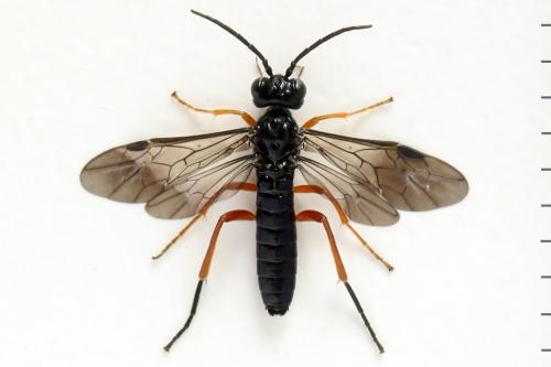Réf. 332 633 : Ametastegia glabrata
