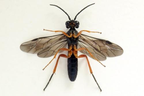 Ametastegia glabrata