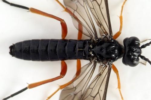 Réf. 332 635 : Ametastegia glabrata