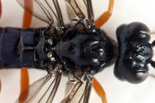 Réf. 332 636 : Ametastegia glabrata