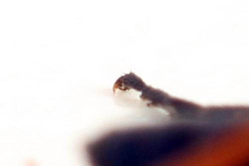Ametastegia glabrata