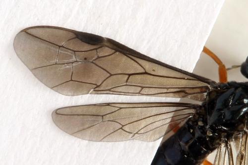 Ametastegia glabrata