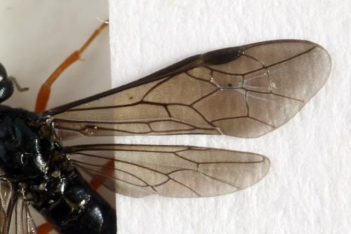 Ametastegia glabrata