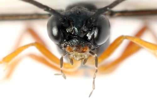 Réf. 332 640 : Ametastegia glabrata