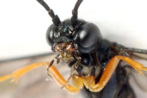 Ametastegia glabrata