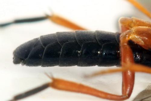 Ametastegia glabrata