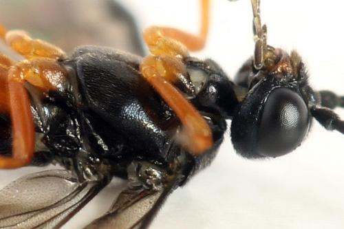 Ametastegia glabrata