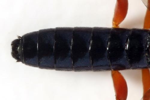 Ametastegia glabrata