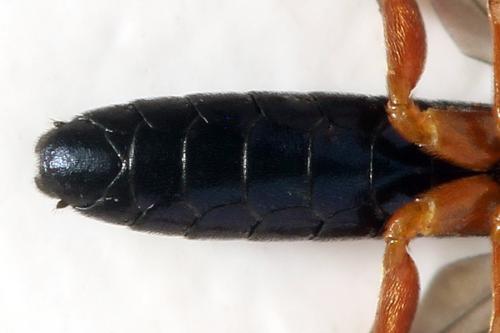 Ametastegia glabrata