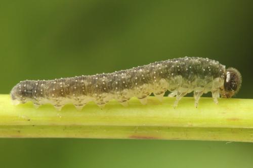 Tenthredo silensis