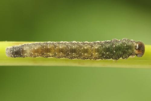 Tenthredo silensis