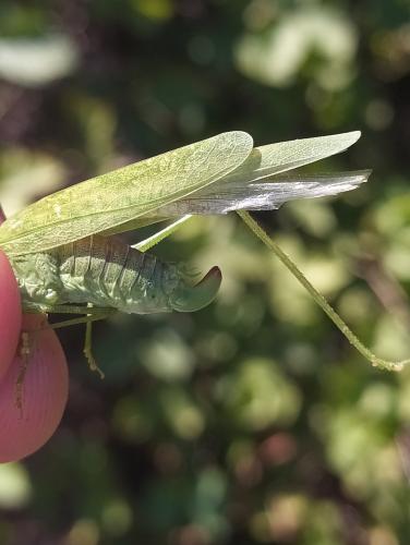 Phaneroptera nana