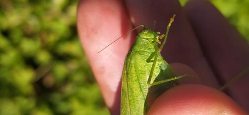 Phaneroptera nana
