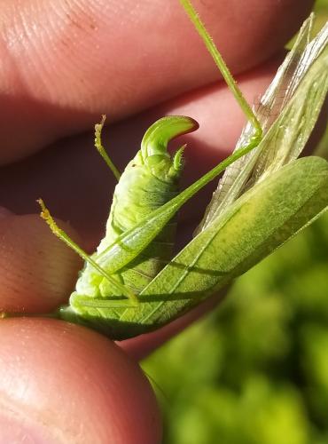 Phaneroptera nana