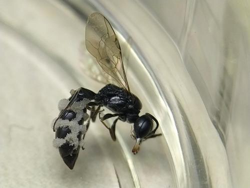 Passaloecus sp.