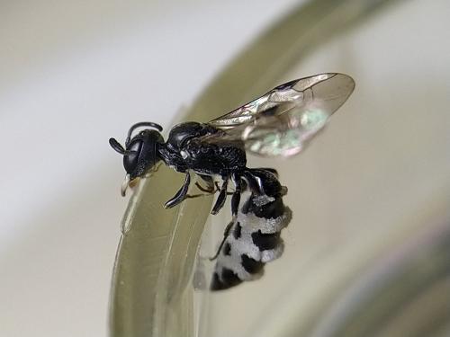 Passaloecus sp.