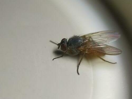 Phaonia subventa