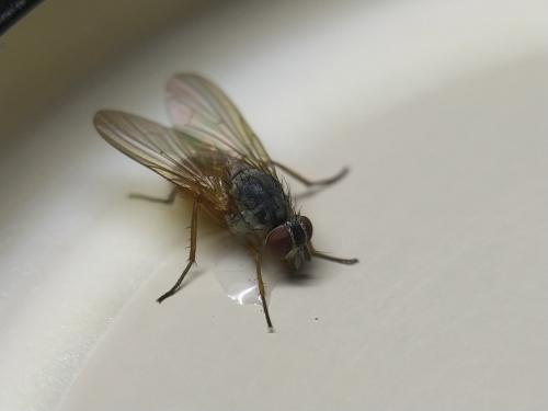 Réf. 332 974 : Phaonia subventa