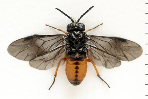 Eutomostethus luteiventris