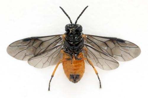 Eutomostethus luteiventris