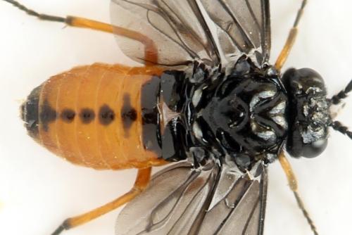 Eutomostethus luteiventris