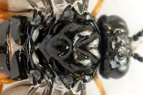 Eutomostethus luteiventris
