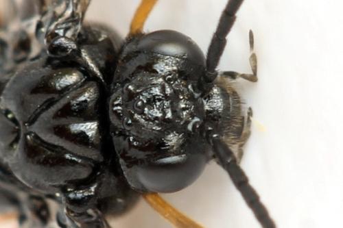 Eutomostethus luteiventris