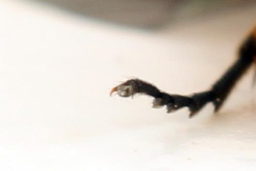 Eutomostethus luteiventris