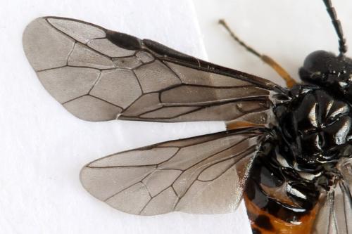 Eutomostethus luteiventris