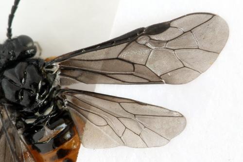 Réf. 332 808 : Eutomostethus luteiventris