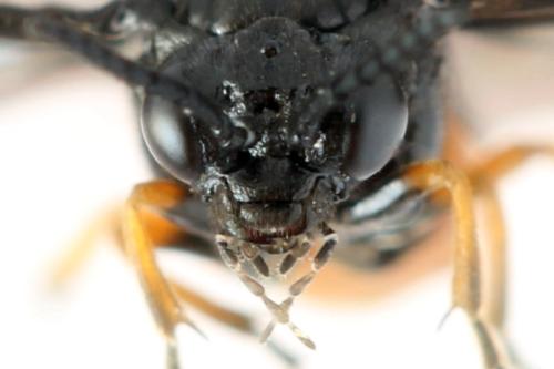 Réf. 332 809 : Eutomostethus luteiventris