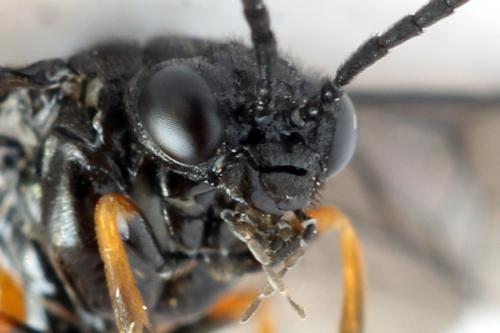Eutomostethus luteiventris